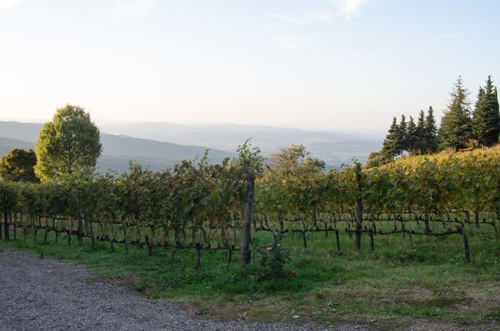 sangiovese-vineyards-italy-wine-tour-italiaoutdoors
