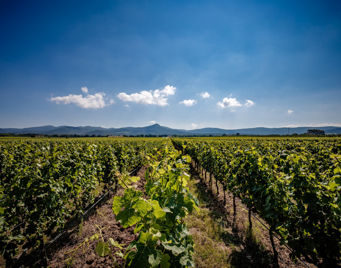 vineyards-guado-al-tasso-private-wine-tours-italiaoutdoors