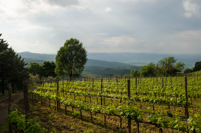 il-palazzone-vineyards-spring-private-wine-tours-italiaoutdoors