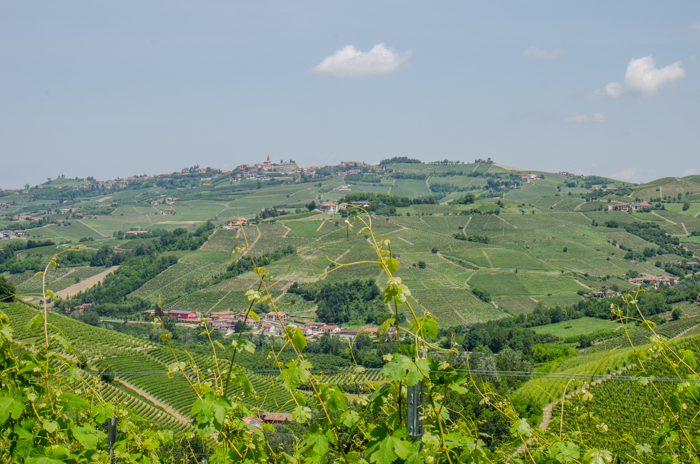 piedmont-view-wine-private-tours-italiaoutdoors