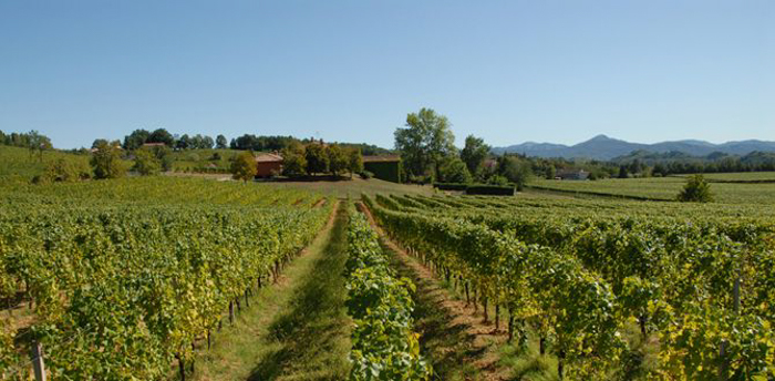 piedmont-cortese-vineyards-wine-private-tours-italiaoutdoors