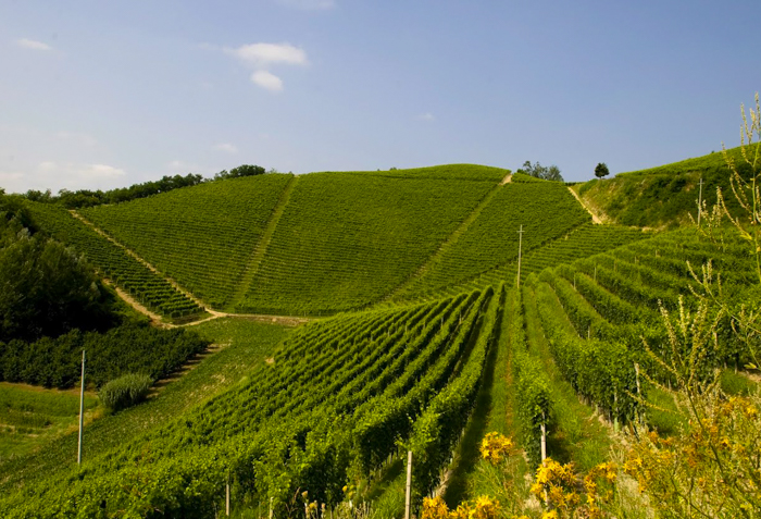 piedmont-roero-vineyards-wine-private-tours-italiaoutdoors