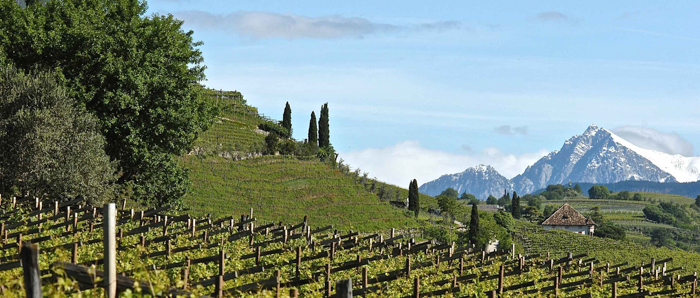 vineyards-lageder-private-italy-tours-italiaoutdoors