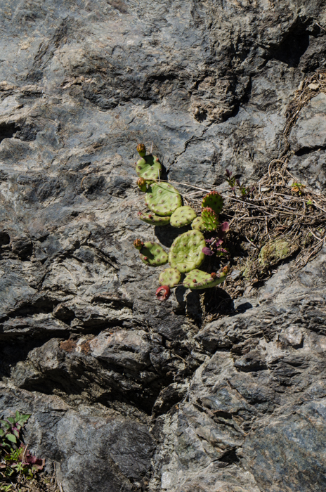 cactus-bedrock-private-italy-tours-italiaoutdoors