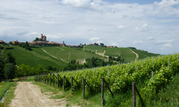 vineyards-rivetto-private-italy-tours-italiaoutdoors