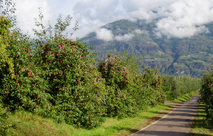 apple-trentino-friuli-italiaoutdoors-private-italy-tours