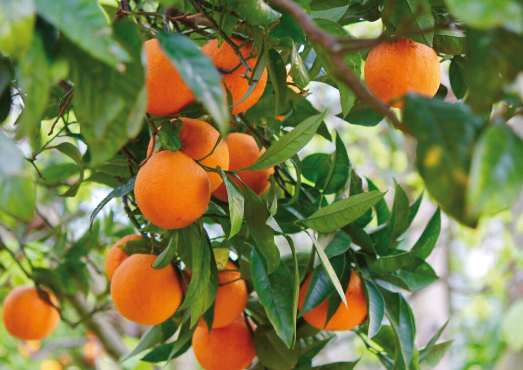 blood-oranges-orchard-sicily-private-italy-tours-italiaoutdoors